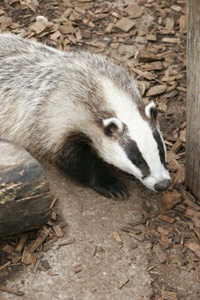 Picture of Badger