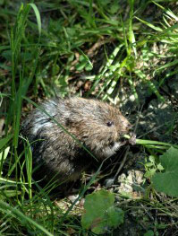 Picture of Water Vole